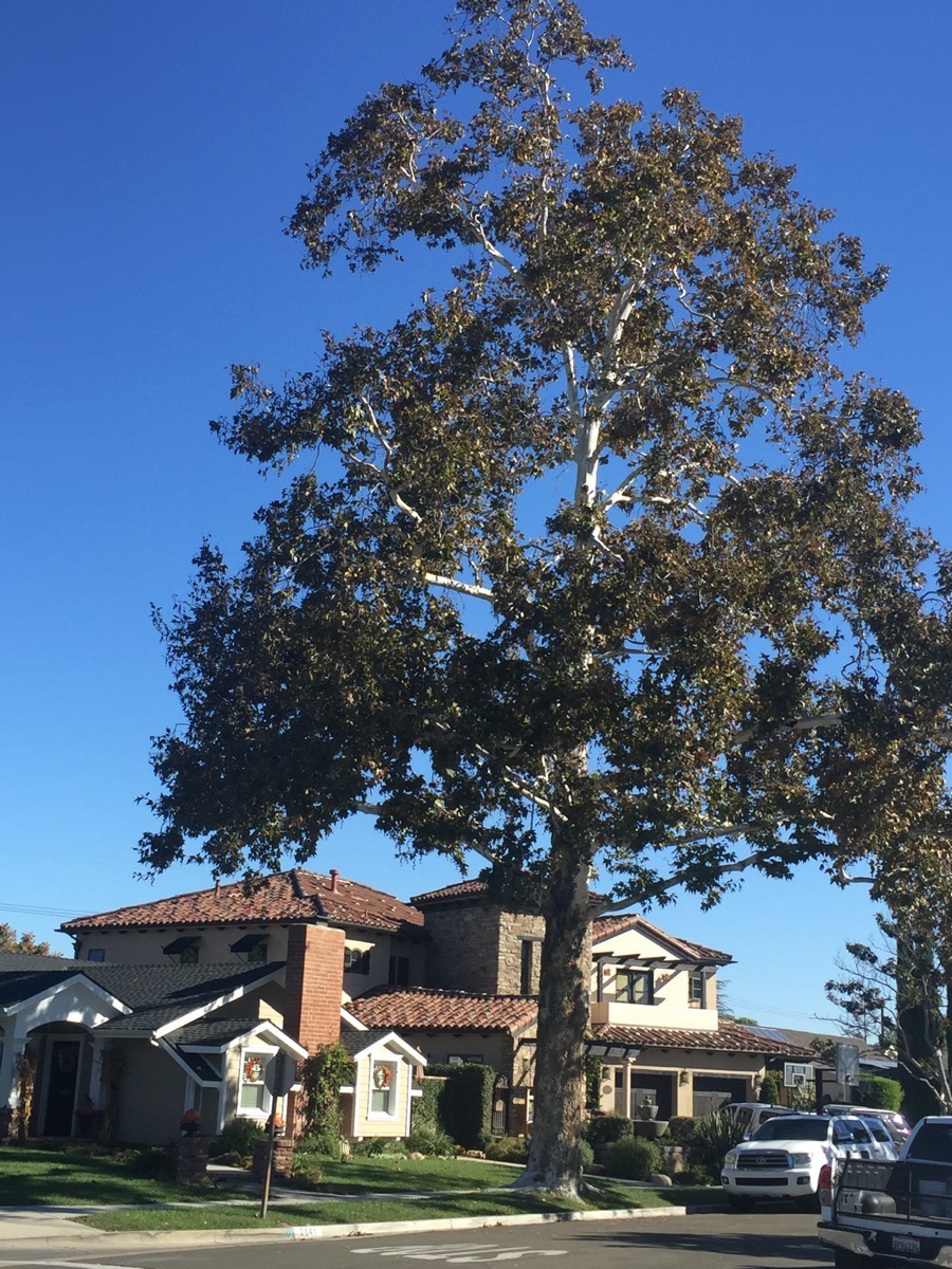 Walking in Rossmoor November 2015