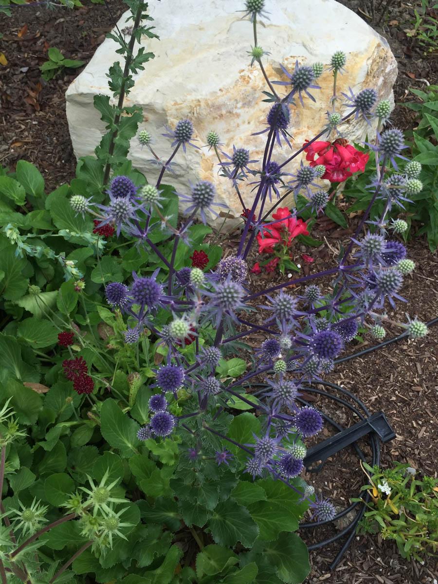 Walking in Rossmoor May 2016