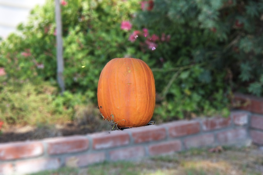 Walking around Rossmoor during October 2016 can be an adventure!