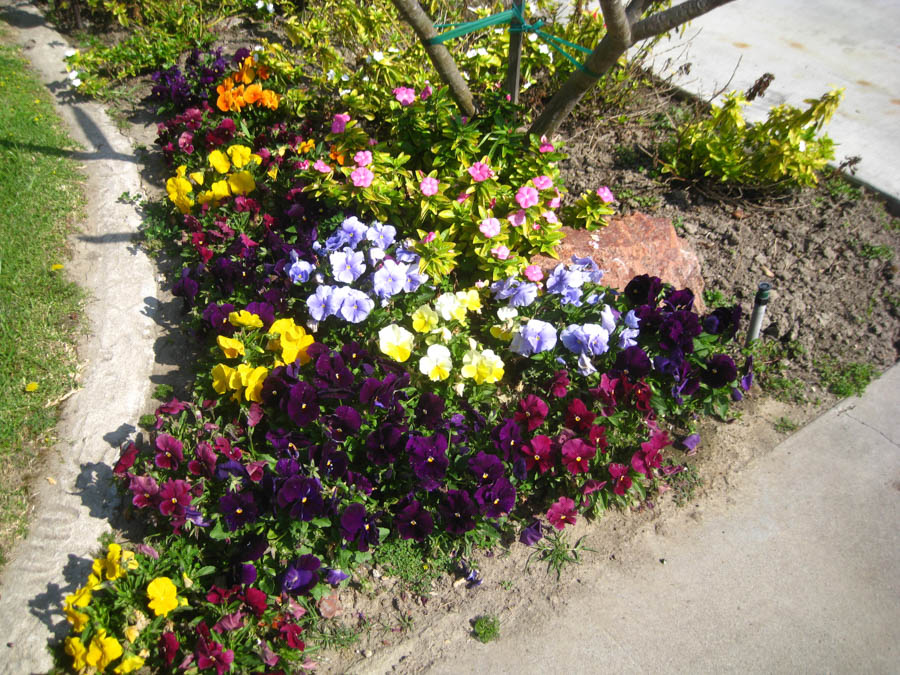 Walking 4/4/2017 amongst the flowers alt=