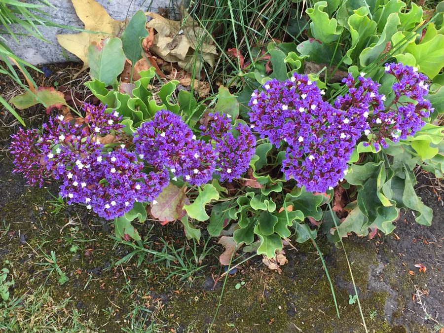 Walking 4/5/2017 amongst the flowers