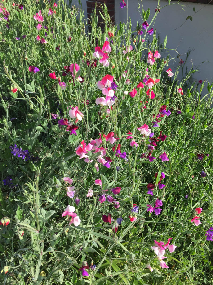 Walking 4/5/2017 amongst the flowers