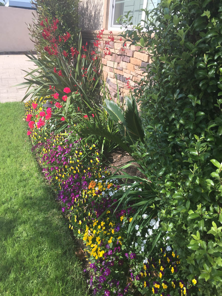 Walking 4/5/2017 amongst the flowers