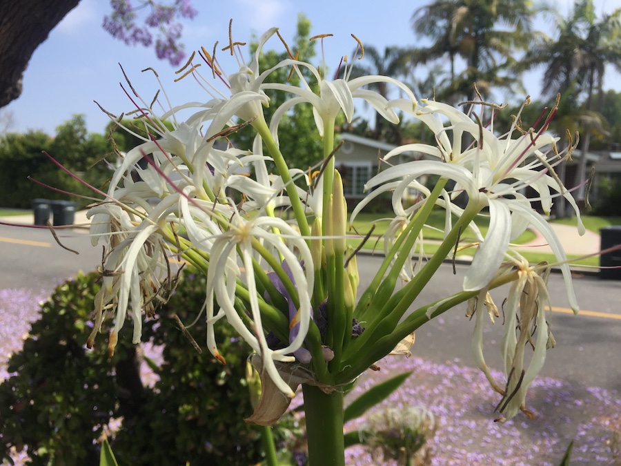 Walking in Rossmoor June 2017