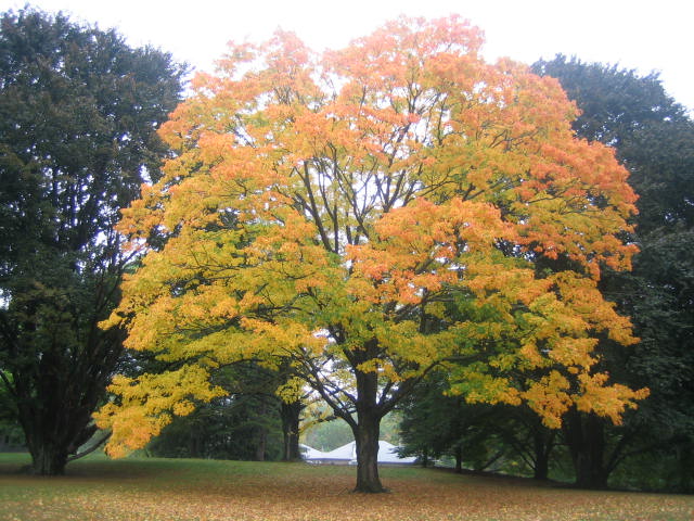 New England Fall Foliage Adventure