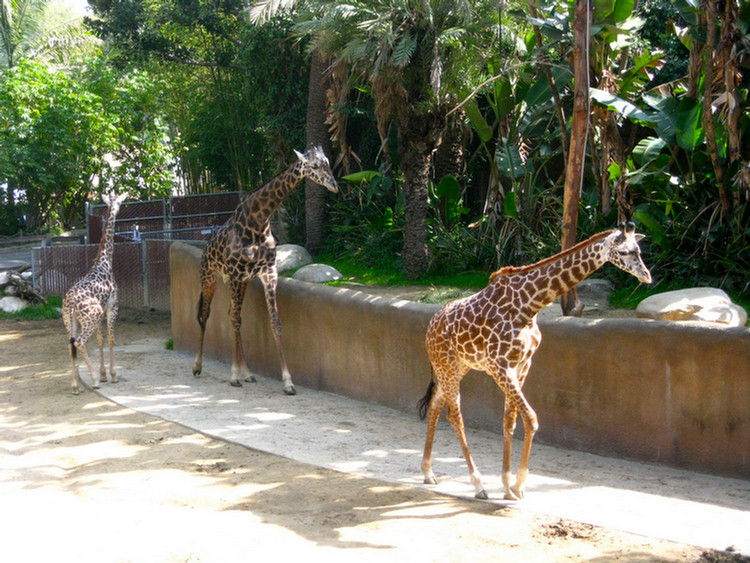 Los Angeles Zoo February 2010