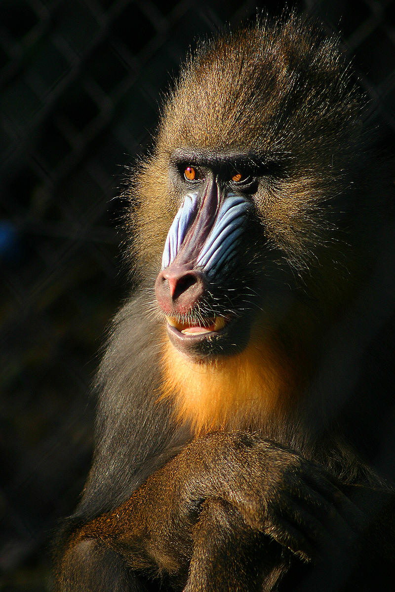 Mandril monkey