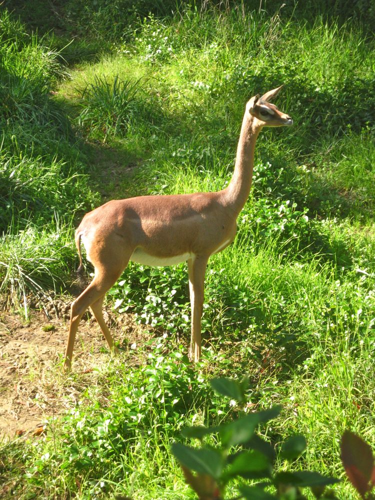 Visit to the LA Zoo Christmas 2010