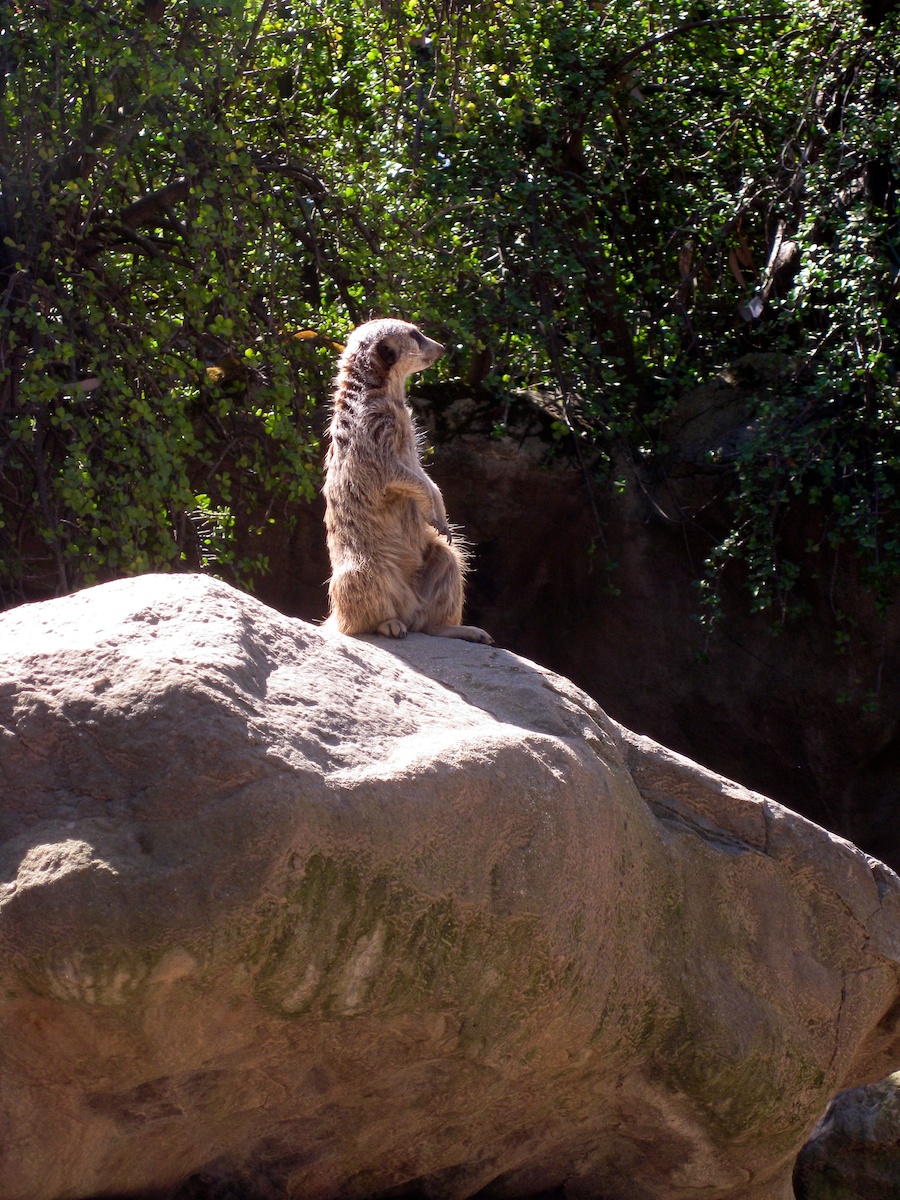 The LAIR visit to the LA Zoo March 2012