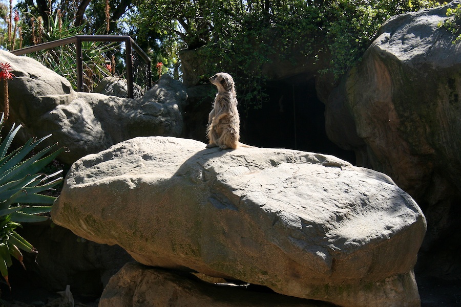 The LAIR visit to the LA Zoo March 2012