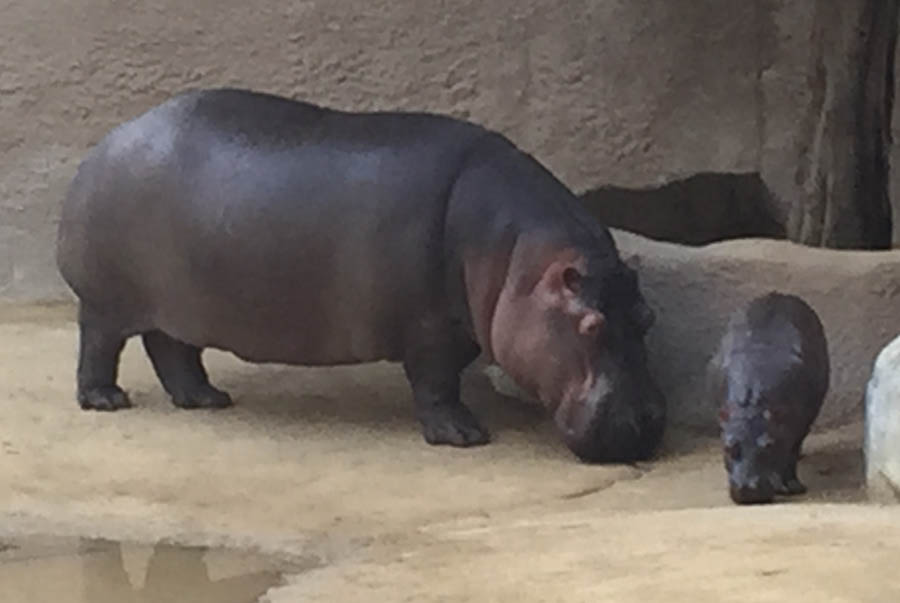 Los Angeles Zoo January 2015