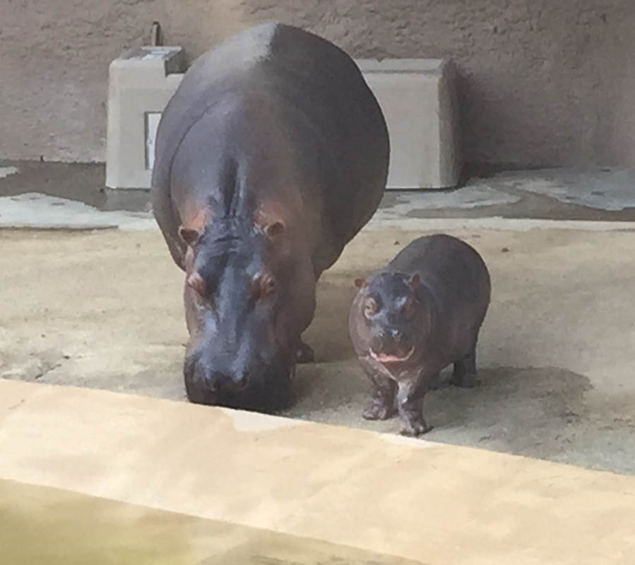 Los Angeles Zoo January 2015