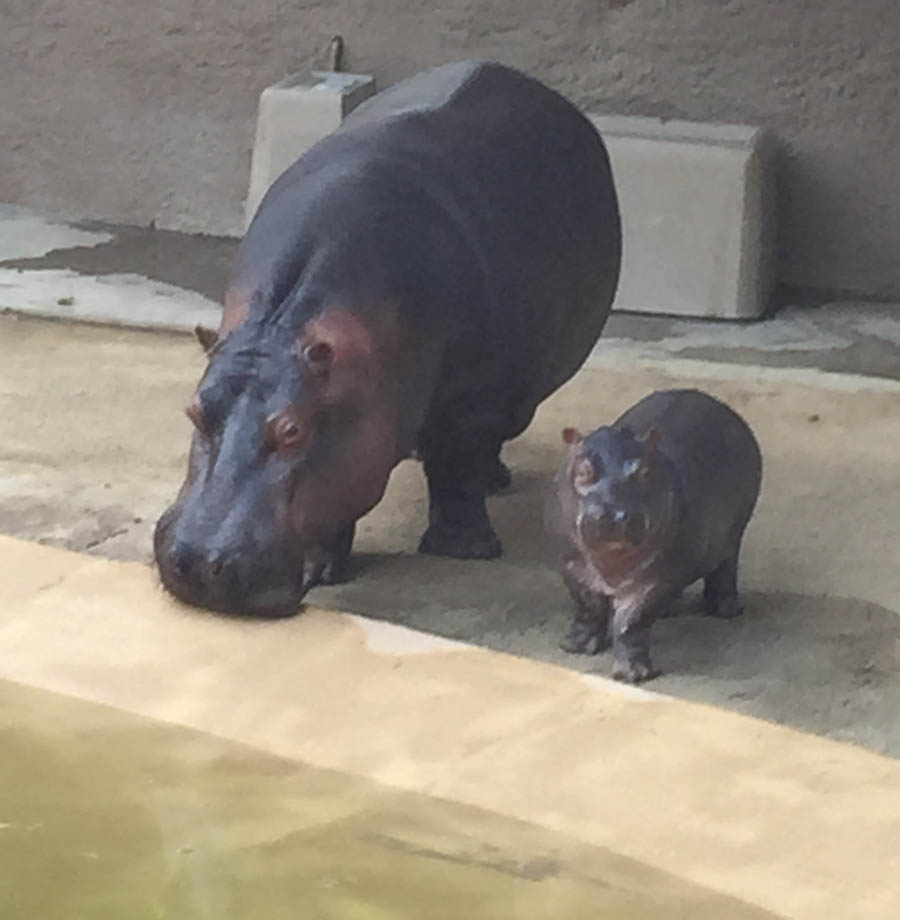 Los Angeles Zoo January 2015