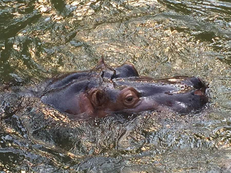 Los Angeles Zoo January 2015