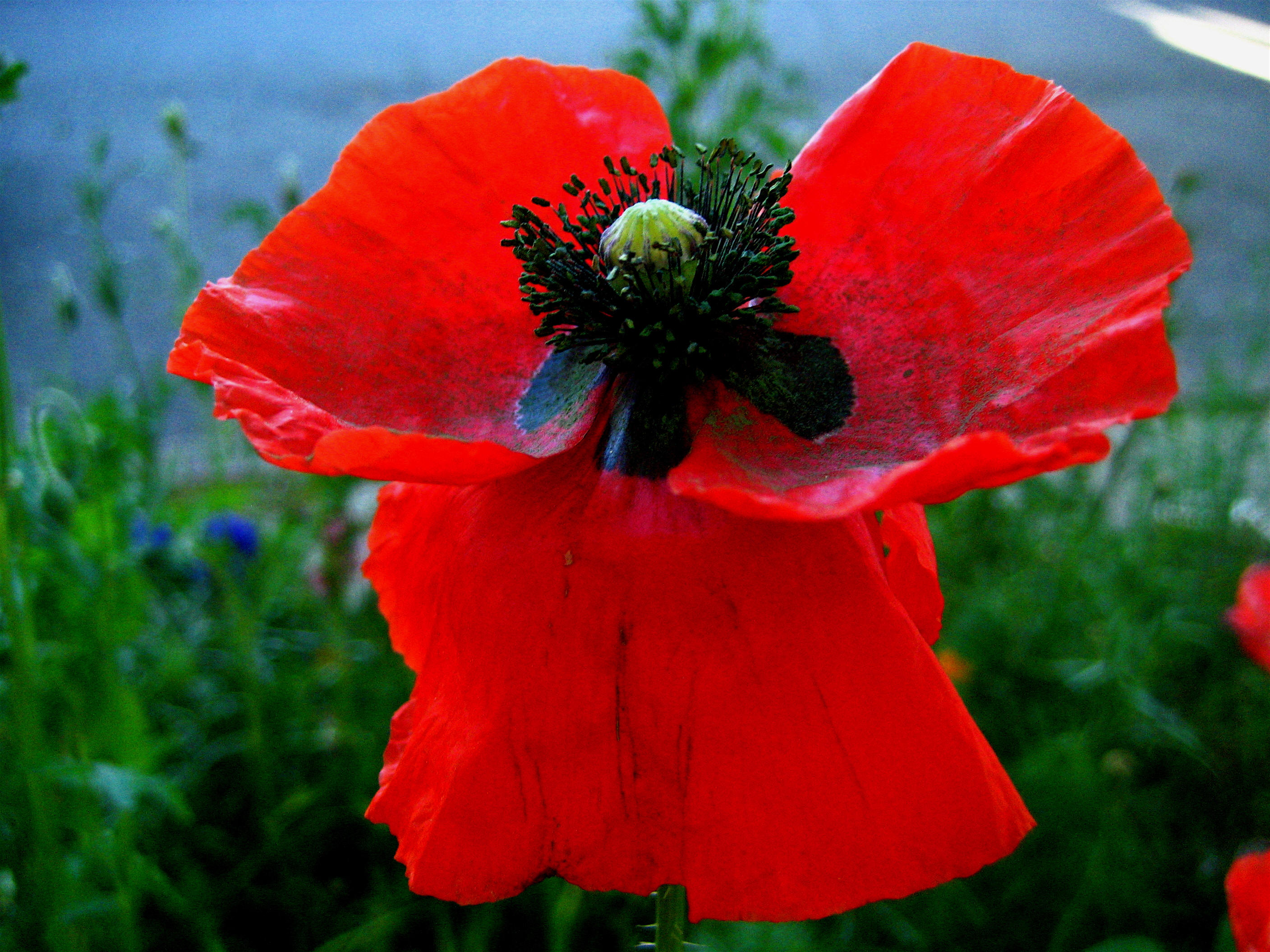 remembrance poppy leaf