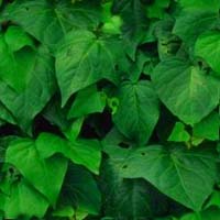 Miscellaneous backgrounds