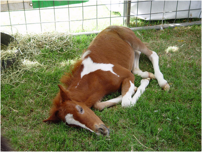 Orange County Fair 2005