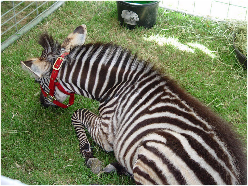 Orange County Fair 2005