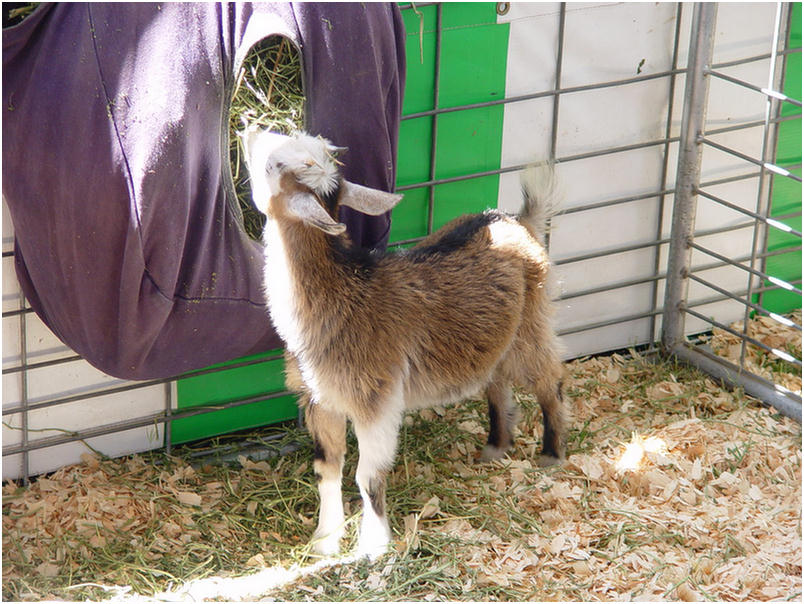 Orange County Fair 2005