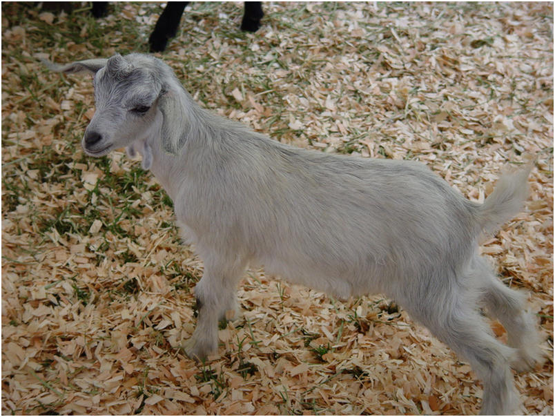 Orange County Fair 2005