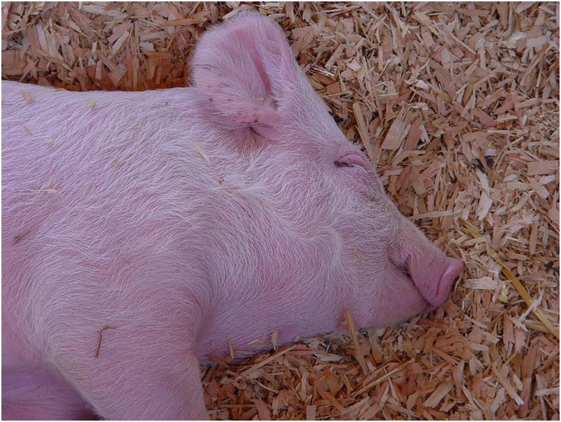 Orange County Fair 2005