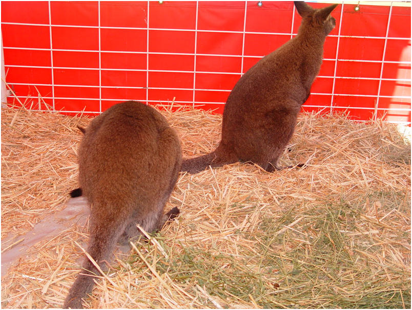 Orange County Fair 2005