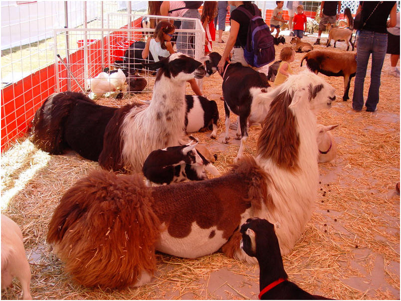 Orange County Fair 2005