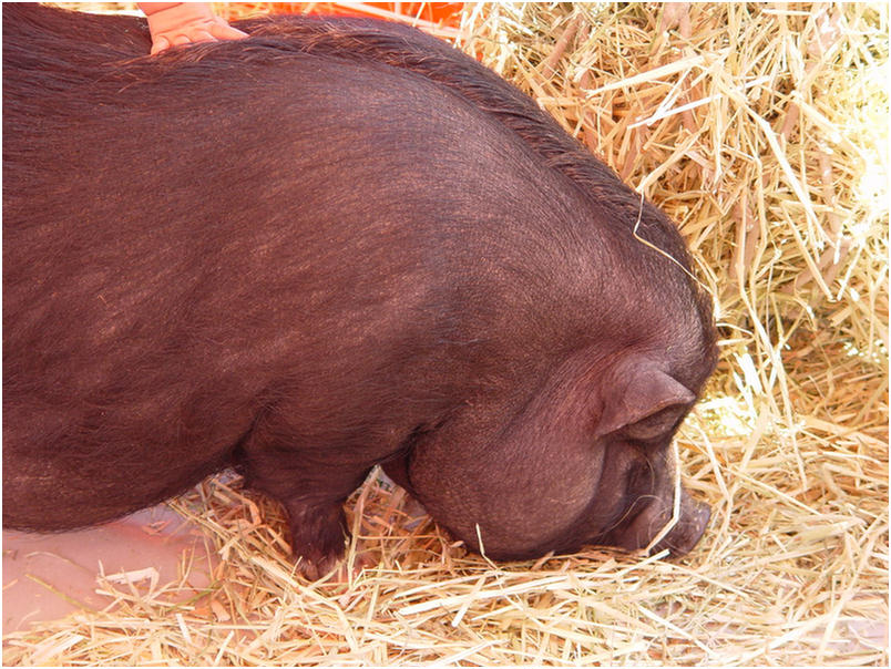 Orange County Fair 2005