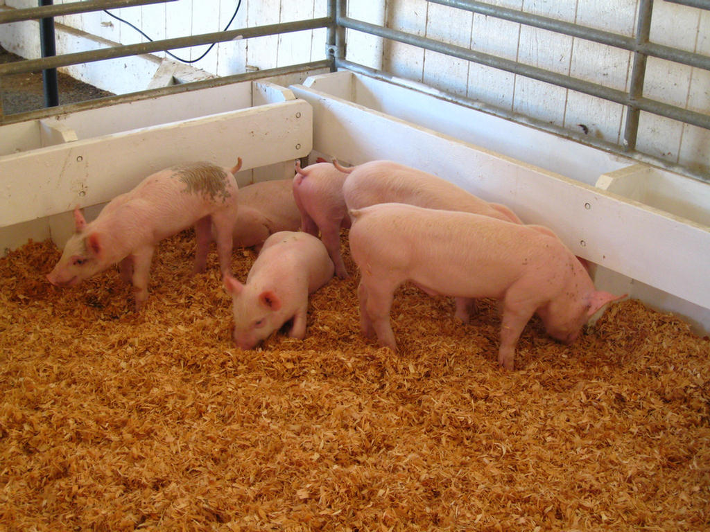 Baby Barn