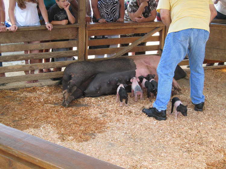 Jeanette visits the fair on
 day two 2008