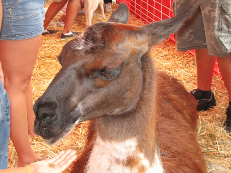 Orange County Fair 2008 Day One