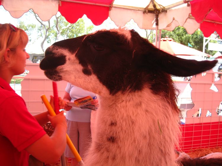 OC Fair 2010 Visit One