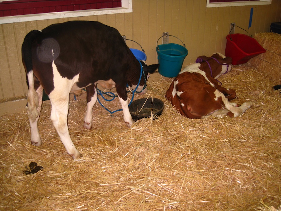 OC Fair July 14th 2012 cinnamon rools and livestock