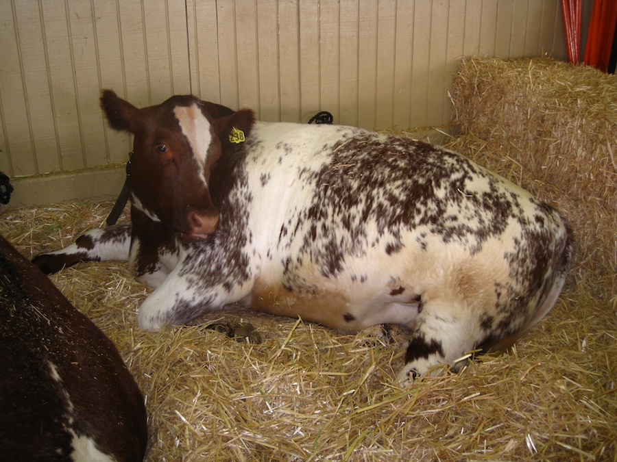 OC Fair July 14th 2012 cinnamon rools and livestock