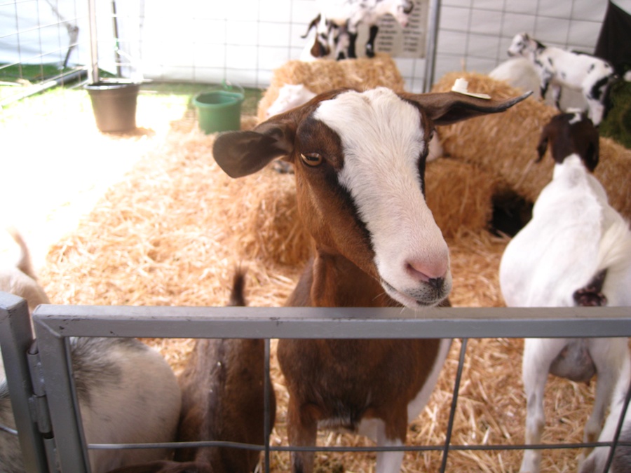 OC Fair July 14th 2012 cinnamon rools and livestock