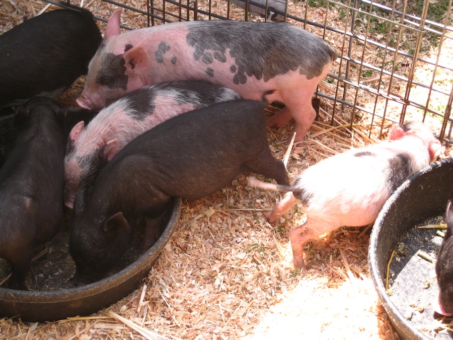 OC Fair July 14th 2012 cinnamon rools and livestock