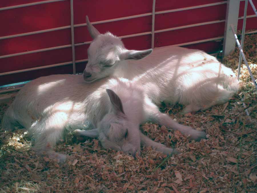 OC Fair July 14th 2012 wine, b uns, farms, collectibles