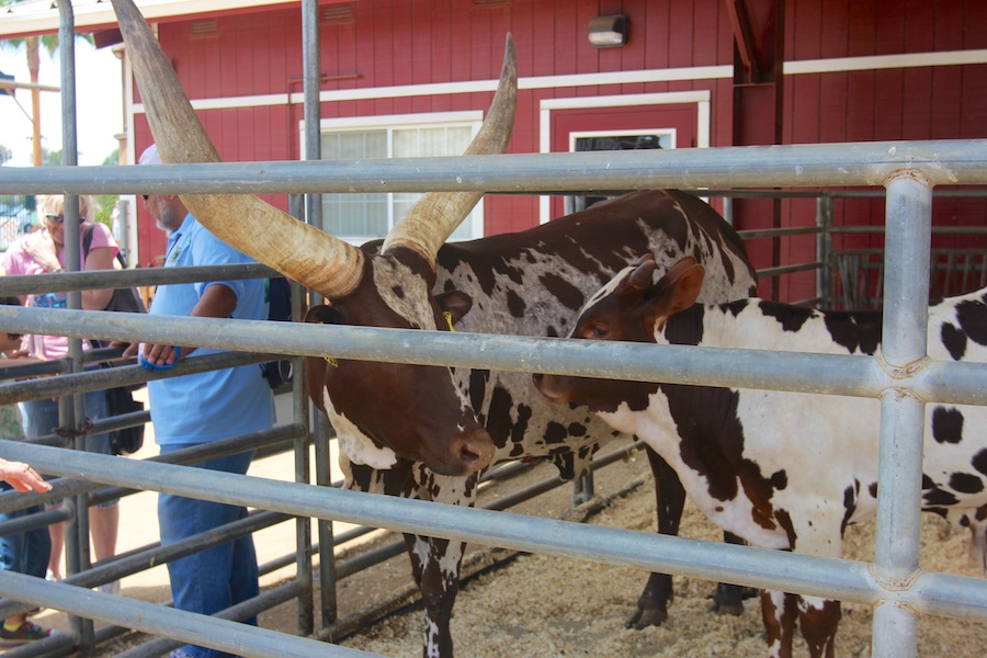 OC Fair 2014