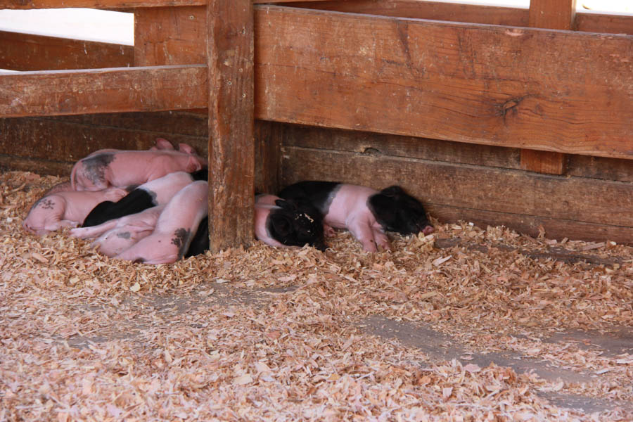 Visiting the Orange County Fair July 16th 2016