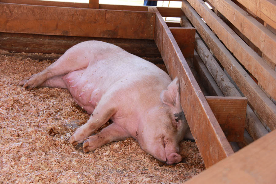 Visiting the Orange County Fair July 16th 2016