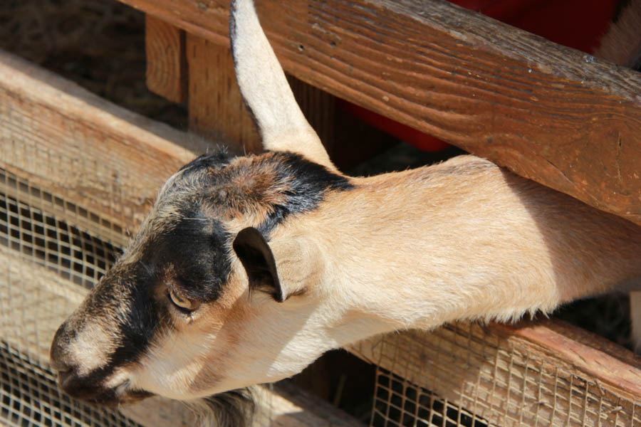 Visiting the Orange County Fair July 16th 2016
