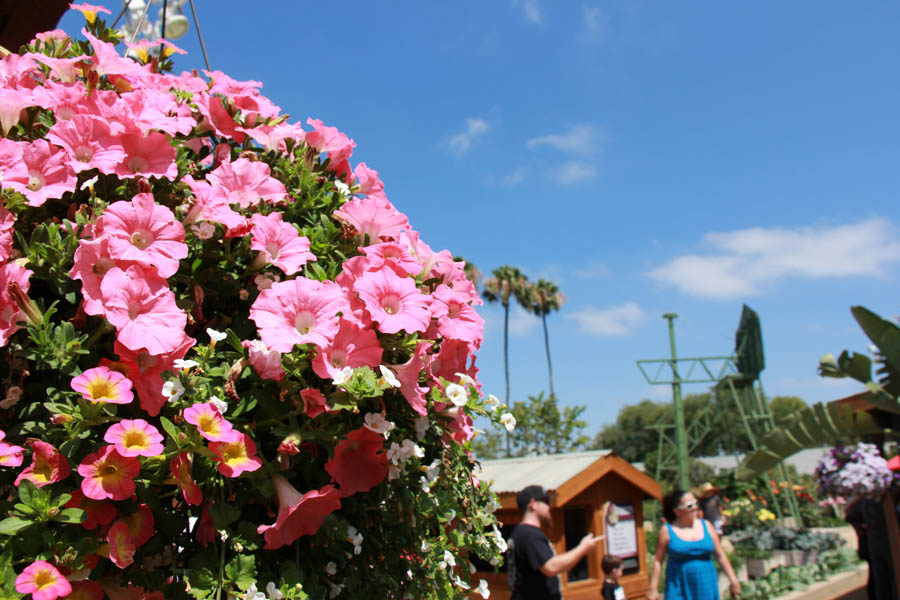 Visiting the Orange County Fair July 16th 2016