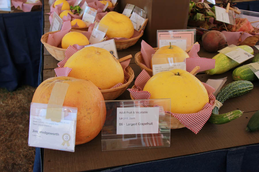 Visiting the Orange County Fair July 16th 2016