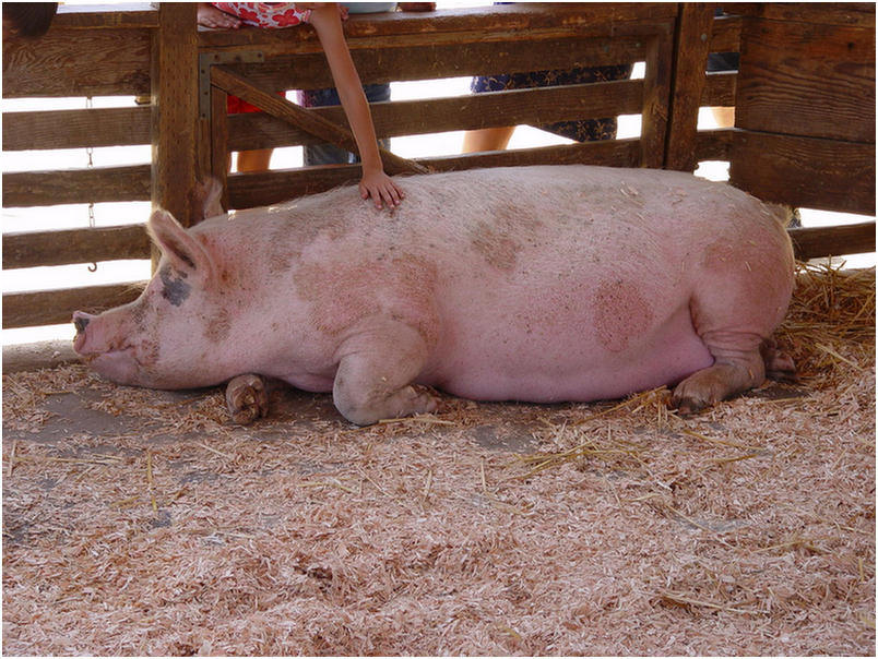 Visits to the OC Fair