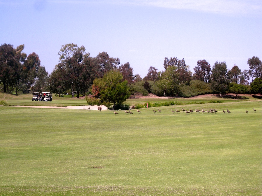 Golf and Happy Hour at Old Ranch