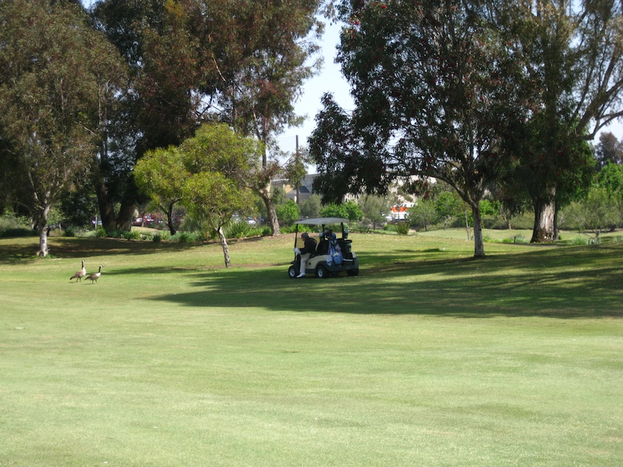 Geese and ducjs on the course