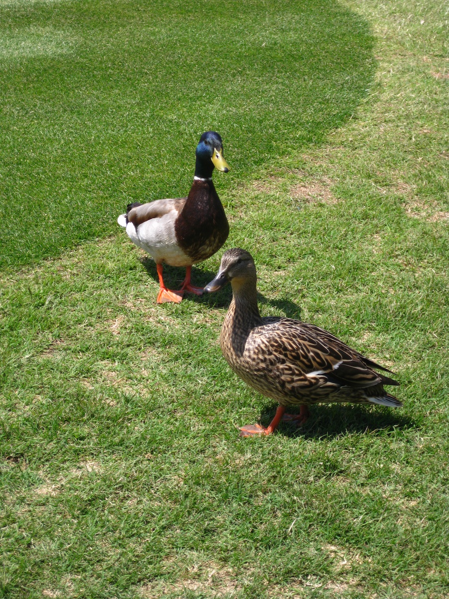 Geese and ducjs on the course