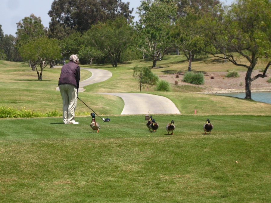 Geese and ducjs on the course