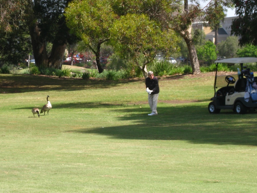 Geese and ducjs on the course