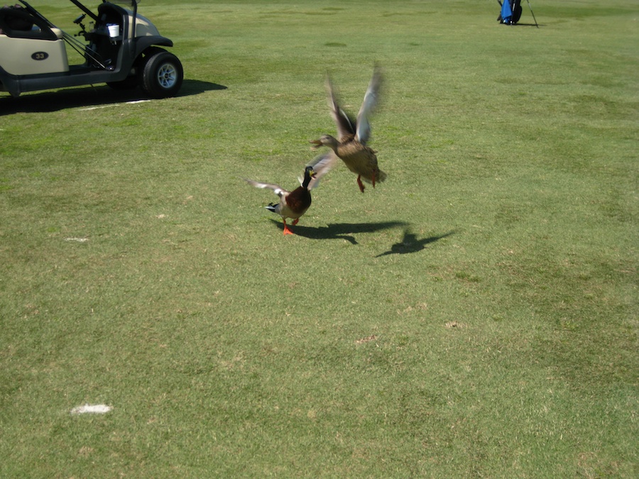 Geese and ducjs on the course